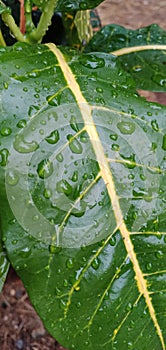 green leaf raindrops drop