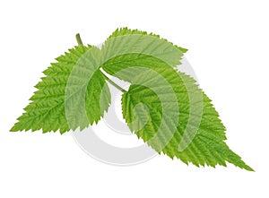 Green leaf of raspberry isolated on white