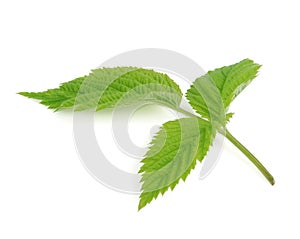 Green leaf of raspberry isolated on white