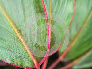 The Green Leaf with Red Edge Arranged