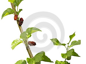 Green leaf and red fruits of Mulberry plant isolated on white clipping path