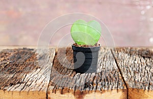 Green leaf and red heart shape in flower pot