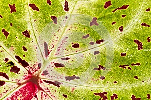 Green leaf with red structure