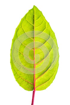 Green leaf with red veins