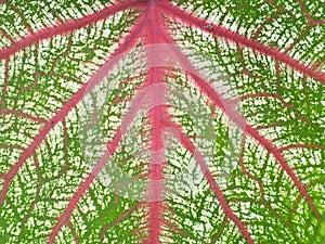 Green leaf with red veins closeup background