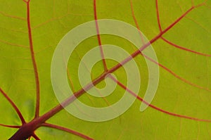 Green leaf with red veins macro