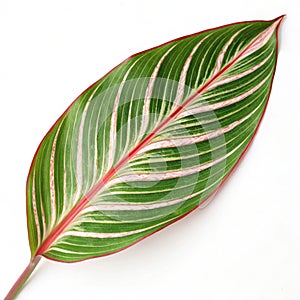 Green leaf with red and white stripes