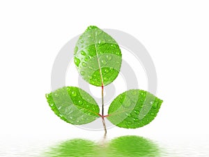 Green leaf reflected in water