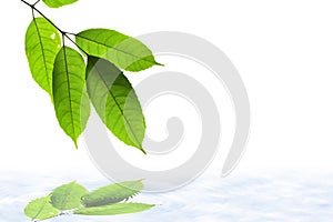 Green leaf and Reflections on the Water