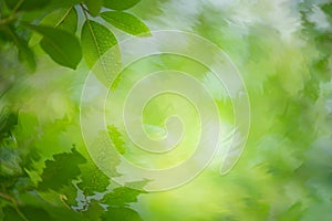 Green leaf reflections in water ripple