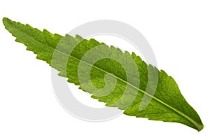 Green leaf of rhodiola rosea flower, isolated on white background