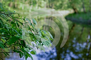 green leaf on the river bank