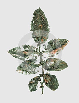 Green leaf imprint on white background