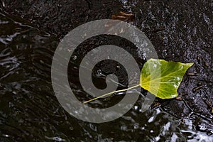 Green leaf in running water