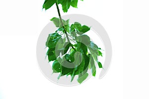 Green leaf of sacred fig tree style and isolated on white background.