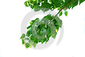 Green leaf of sacred fig tree style and shape on white background.