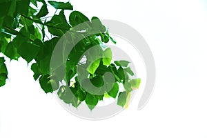 Green leaf of sacred fig tree style and shape on white background.