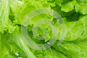 Green Leaf Salad.  background, closeup