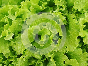 Green leaf salad. Green salad on a bed in a kitchen garden. Green fresh salad - nature background. Close up shot of green salad