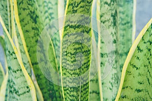 Green Leaf Sansevieria trifasciata, ornamental house plant