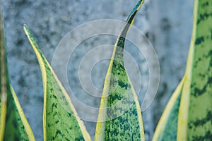 Green Leaf Sansevieria trifasciata, ornamental house plant