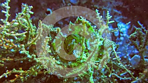 Green Leaf scorpionfish in the tropical reef. Close-up of the venomous Leaf Scorpion fish. A green Taenianotus triacanthus on a