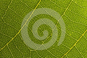 Green leaf seamless texture. Detail close image leaf macro seamless texture pattern. Macro close-up of leaf, Green leaf background