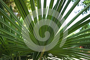 A green leaf of Serenoa repens, commonly known as saw palmetto, is the sole species currently classified in the genus Serenoa