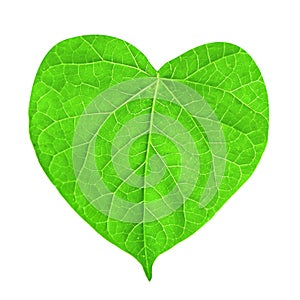 Green leaf in shape of heart