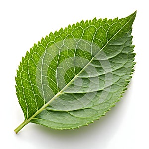 Green leaf with sharp edges isolated on white background photo