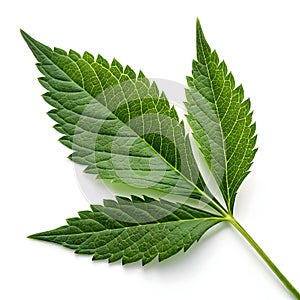 Green leaf with sharp edges isolated on white background photo