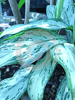 Green leaf shining out under the sun