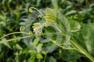 Green leaf shoots of a pumpkin plant (Cucurbita pepo)