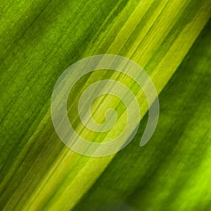 The green leaf is show in texture and pattern of line. Green leaf background