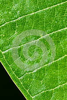 Green Leaf showing Vein isolated on Black Background, Closeup