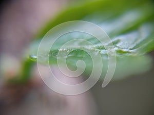 Leaf background defocused close-up