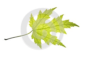 Green leaf of silver maple isolated on white background
