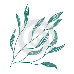 Green leaf sketch. Hand drawn vector illustration. Pen or marker doodle plant