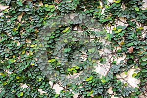 Green leaf slides along gray concrete wall.