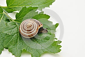 Green leaf and snail