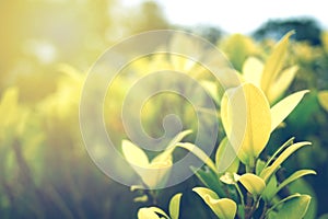 Green leaf soft focus with closeup in nature view on blurred greenery background in the garden with copy space