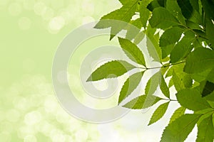 Green leaf on soft white green bokeh background