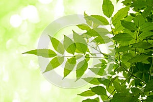 Green leaf on soft white green bokeh background