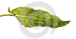 Green leaf sorrel. Isolated on white