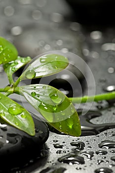 Verde una lettera sul bagni calcolo 