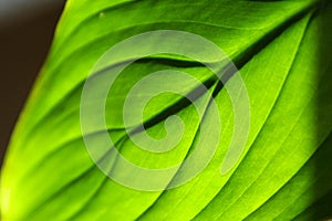 Green leaf of spathiphyllum in the sunlight