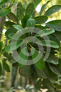 Green leaf with star shape