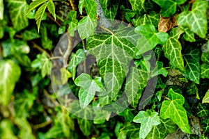 Green leaf stick at the wall