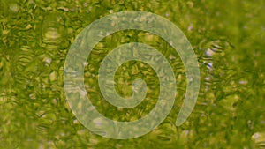 Green leaf stoma cells science background