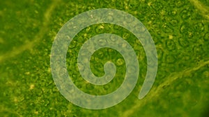 Green leaf stoma cells science background